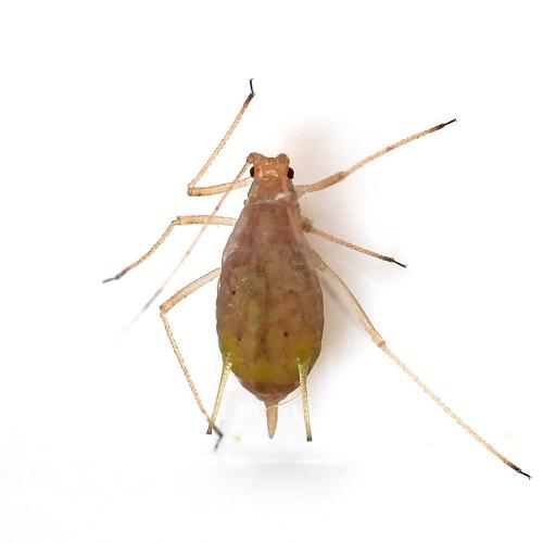 Réf. 344 318 : Macrosiphum euphorbiae